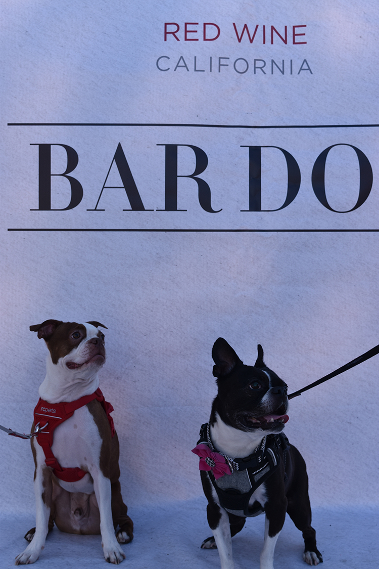 Event Page Bar Dog Wine