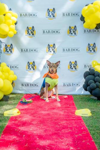 Bar Dog-101