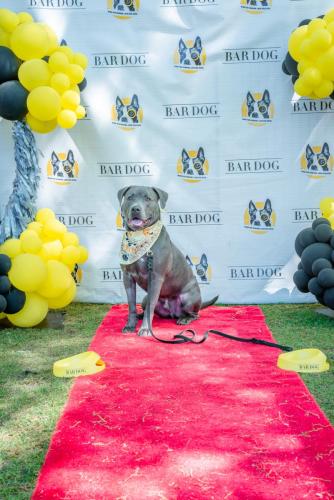 Bar Dog-104