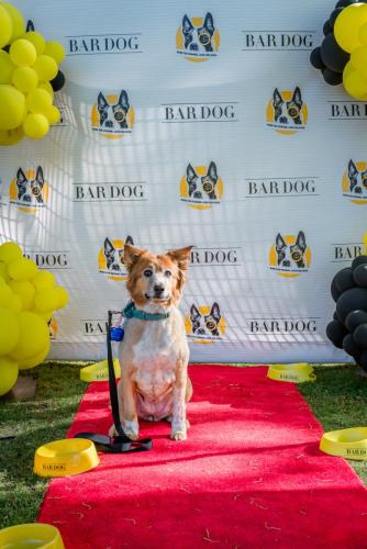 Bar-Dog-13