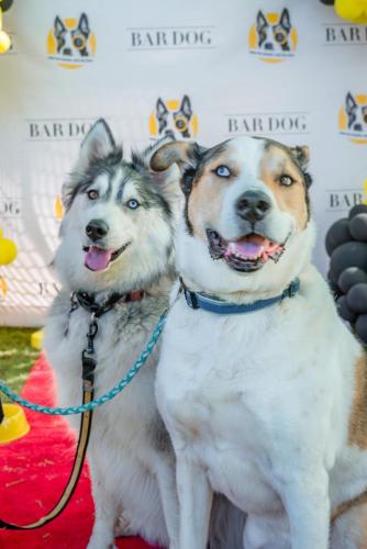 Bar-Dog-18