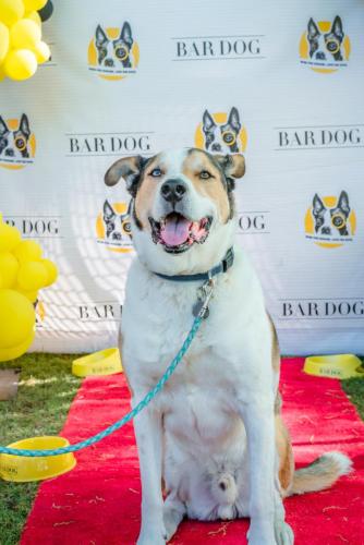Bar-Dog-20