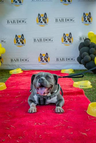 Bar Dog-27
