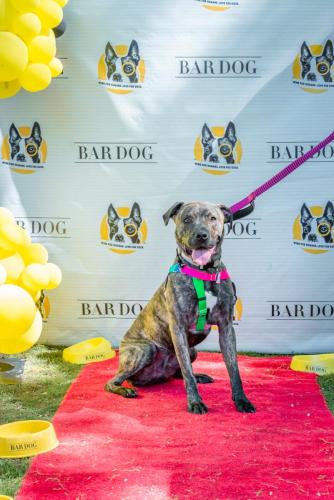 Bar Dog-85