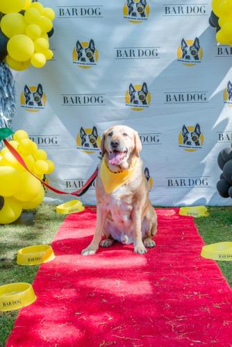 Bar Dog-91