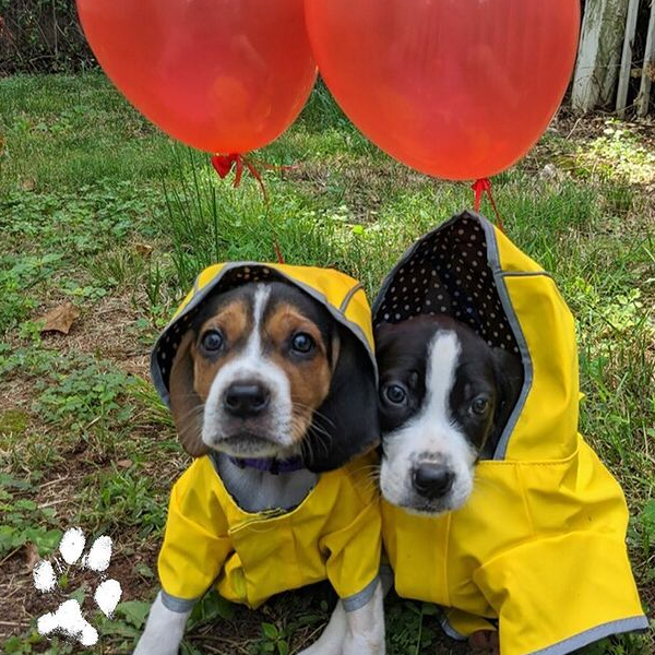 This is a photo of two dogs in raincoats